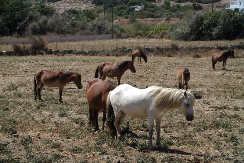 Το νησί της Σκύρου / Skyros island