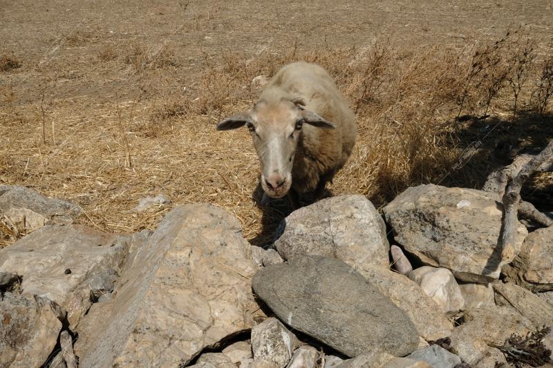 Το νησί της Σκύρου / Skyros island