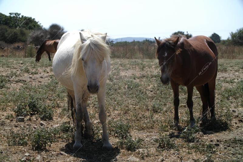 Το νησί της Σκύρου / Skyros island