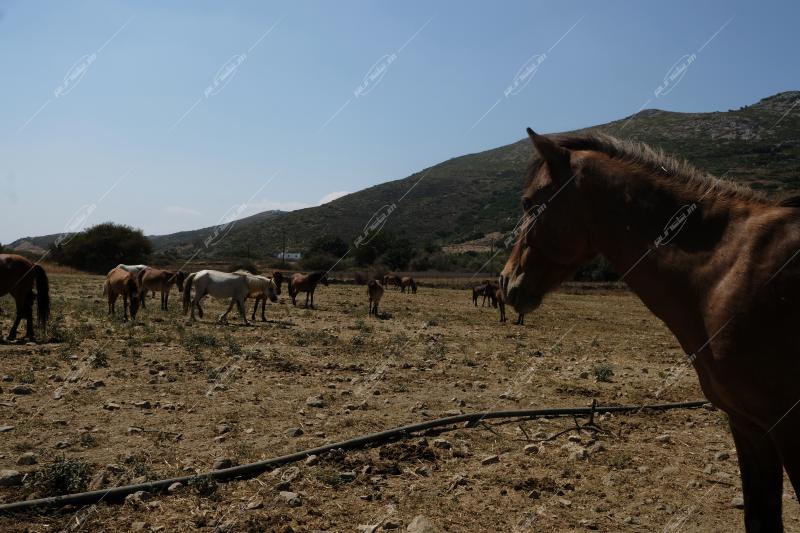 Το νησί της Σκύρου / Skyros island